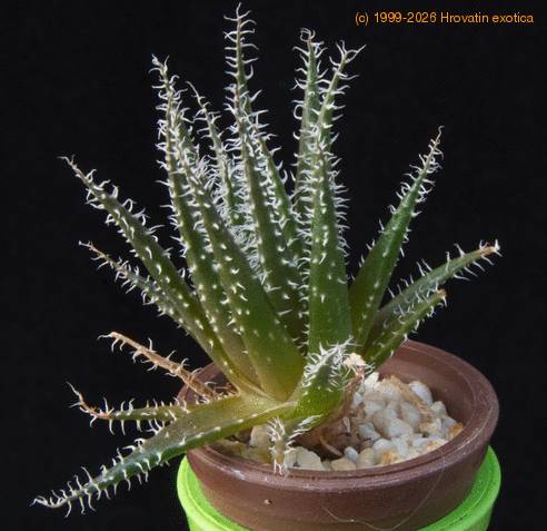 Aloe haworthioides MOP