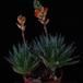 Aloe haworthioides PPjan