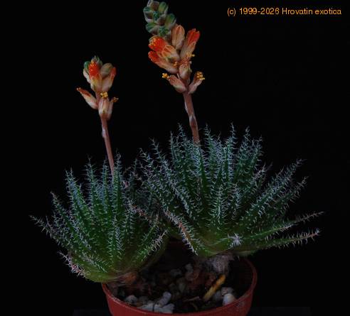 Aloe haworthioides PPjan