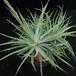 Aloe humilis SIb
