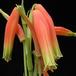Aloe humilis SIf