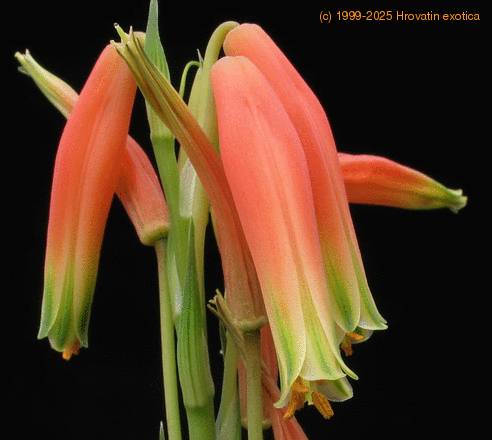 Aloe humilis SIf