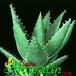 Aloe mitriformis 1162