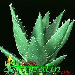 Aloe mitriformis