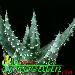 Aloe prinslooi