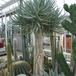 Aloe sp.