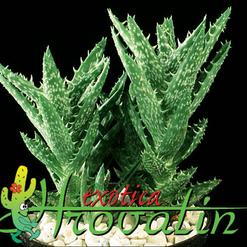 Aloe squarrosa