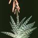 Aloe variegata 1051