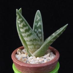 Aloe variegata