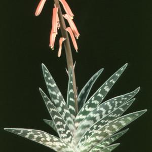 Aloe variegata