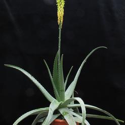 Aloe vera (barbadensis)