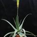 Aloe vera body