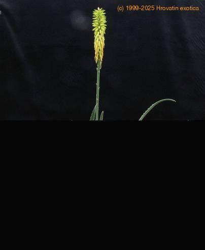 Aloe vera body