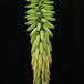 Aloe vera flower