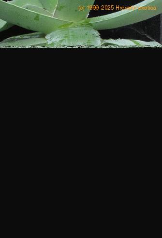 Aloe vera leaf1