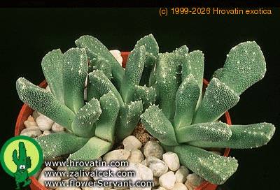 Aloinopsis lodewykii 1574