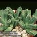 Aloinopsis lodewykii 1574