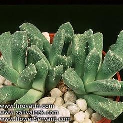 Aloinopsis lodewykii