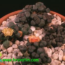 Aloinopsis schooneesii