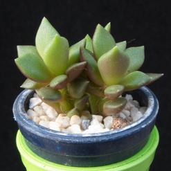 Anacampseros telephiastrum