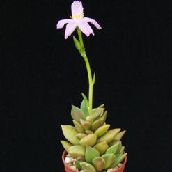 Anacampseros telephiastrum