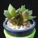 Anacampseros telephiastrum MOP