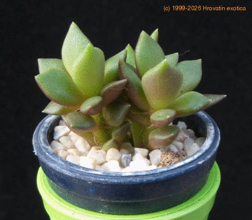 Anacampseros telephiastrum MOP