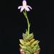 Anacampseros telephiastrum SIb