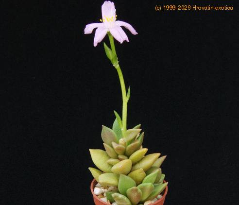 Anacampseros telephiastrum SIb