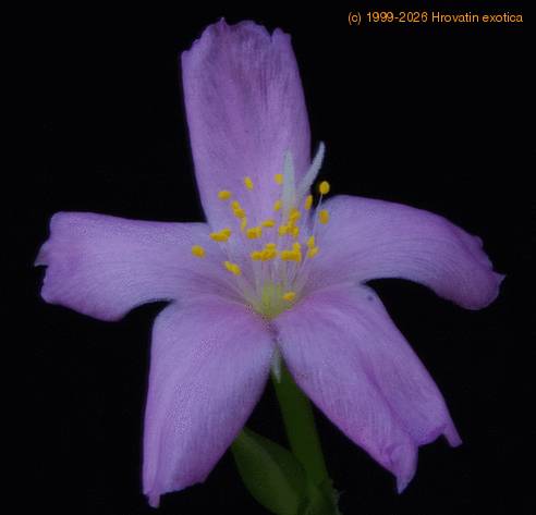 Anacampseros telephiastrum SIf