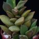 Anacampseros telephiastrum SIl