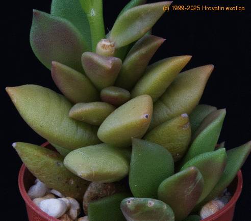 Anacampseros telephiastrum SIl