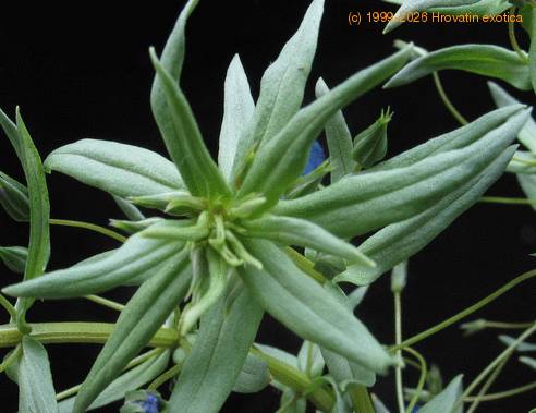 Anagalis monelli leaf