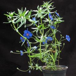 Anagallis monellii