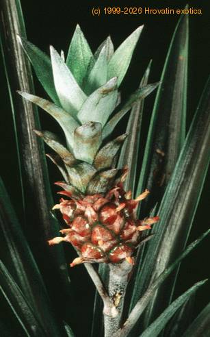 Ananas comosus 1848