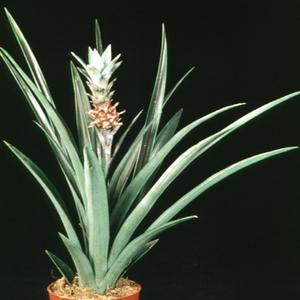 Ananas comosus