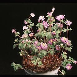 Anemone hybrid