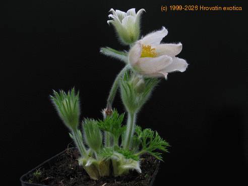 Anemone pulsatilla 2