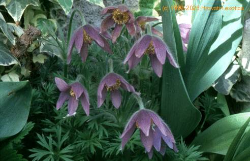 Anemone pulsatilla 2217