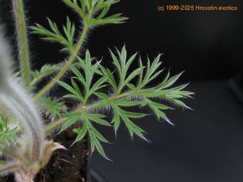 Anemone pulsatilla 3