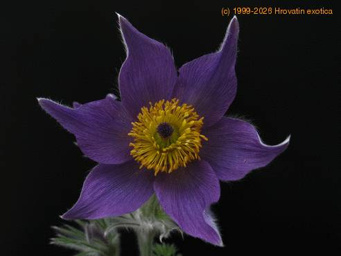 Anemone pulsatilla 5