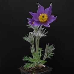 Anemone pulsatilla