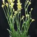 Anigozanthos flavidus 1