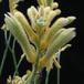 Anigozanthos flavidus 2