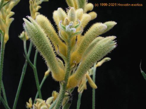 Anigozanthos flavidus 2