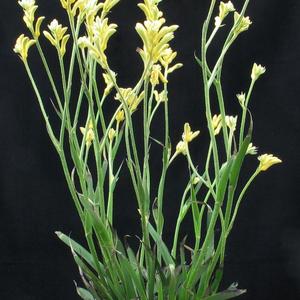 Anigozanthos flavidus