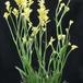 Anigozanthos flavidus SIb