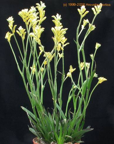 Anigozanthos flavidus SIb