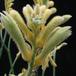 Anigozanthos flavidus SIf