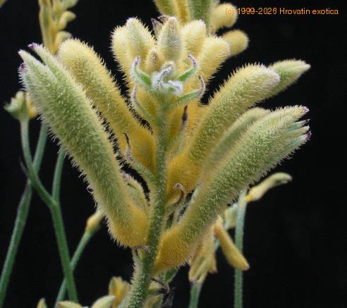 Anigozanthos flavidus SIf